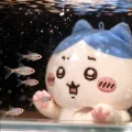 soapie